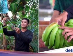 Untuk Karena Itu Petani Pisang, Pria ini Rela Tinggalkan Usaha Keluarganya