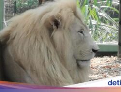 Hampir Tak Berjarak Di Singa Putih Di Ancol