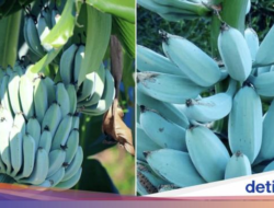 5 Fakta Blue Java Banana, Pisang Kulit Biru yang Rasanya Mirip Es Krim