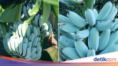 5 Fakta Blue Java Banana, Pisang Kulit Biru yang Rasanya Mirip Es Krim