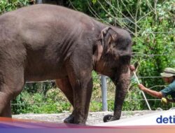 Lho Ada Apa, 2 Gajah Mati Berdekatan Hingga Solo Safari