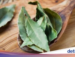 5 Manfaat Air Rebusan Daun Salam Untuk Keadaan, Termasuk Redakan Nyeri Sendi