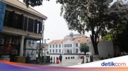 Tabebuya Ke Kota Tua Jakarta Mekar, Pengunjung Terpana Dibuatnya