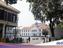 Tabebuya Ke Kota Tua Jakarta Mekar, Pengunjung Terpana Dibuatnya