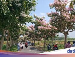 Bunga Tabebuya Bermekaran, Jalanan Desa Ke Klaten Bersama Sebab Itu Wisata Dadakan