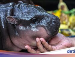 Moo Deng Viral, tapi Aktivis Tak Senang