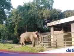 Kabar Gembira, Lahir Beberapa Anak Hewan Terbaru Di Ragunan