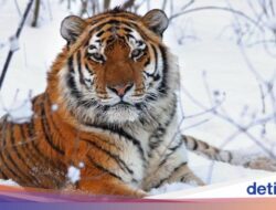 Viral Momen Mengerikan Harimau Siberia Hampir Terkam Petani China