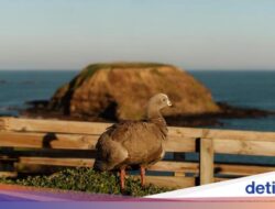 Ingin Liburan Di Melbourne? Ini 5 Alasan Wajib Kunjungi Phillip Island