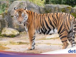 Tewasnya Penjaga Kebun Binatang, Diterkam Harimau gegara Lupa Tutup Pintu