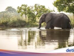 Turis Tewas Diserang Gajah Liar, Taman Nasional Tutup Jalur Pendakian