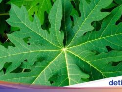 5 Manfaat Daun Pepaya Sebagai Keadaan, Salah Satunya Bantu Jaga Gula Darah