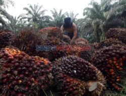 Pakar Hukum Minta Penertiban Sawit Ke Kawasan Hutan Harus Cermat