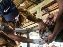 Sapi dan Kambing Jalani Pemeriksaan Kesejajaran Jelang Idul Adha