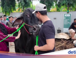 Haru! Momen Perpisahan Sonny Septian dan Fairuz Didalam Sapi Kurban 1,2 Ton