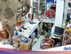 Gajah Liar Masuk Toko Di Thailand, Pilih-pilih Camilan dan Menyantapnya