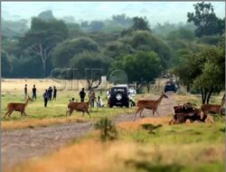 Intip 5 Destinasi Wisata Banyuwangi yang Bisa Dikunjungi Hingga Akhir Pekan