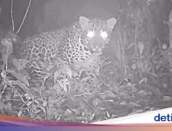 Tempattinggal Macan Tutul Di Jawa Timur