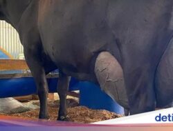 Pecah Pencapaian! Seekor Sapi Brasil Hasilkan 343 Liter Susu Untuk 3 Hari