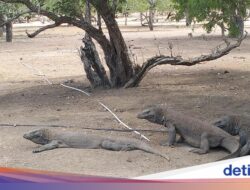Pungutan Turis Rp 10 Ribu Di Pulau Komodo Dibatalkan
