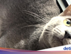 Kucing Vs Harimau, Siapa yang Berhasil?