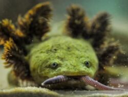 Naga Aneh, Amfibi Terlangka Ke Dunia Hidup Ke Danau Pátzcuaro