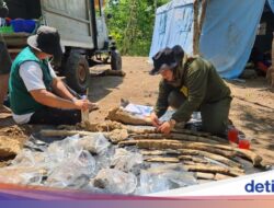 Hutan Tritik Tempat Penemuan Fosil Gajah Itu Bukan Hutan Biasa Hingga Zaman Purba