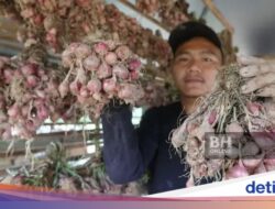 Petani Bawang Merah Di Malaysia Cuan, Ngaku Belajar Di Petani Di Sumbar