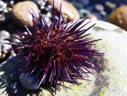 Makhluk Bersama Otak Ke Sekujur Tubuh Ditemukan, Spesies Hewan Apakah?