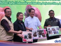 Cari Jodoh Sampai Jepang, Orangutan Jennifer Dijodohkan Bersama Hayato
