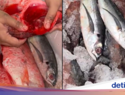 Viral! Curhatan Pembeli Rugi Rp 1,4 Juta usai Beli Ikan Di Muara Angke