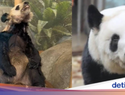 Dulu Kurus Kering Di AS, Kini Panda Ya Ya Gemuk dan Sehat Di China