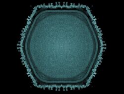 Patogen Raksasa Ditemukan Di Kolam Jepang Berikan Petunjuk Misterius