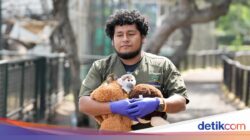 Bayi Monyet Friar Korban Perdagangan Satwa Dirawat Di Kebun Binatang Lima