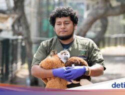 Bayi Monyet Friar Korban Perdagangan Satwa Dirawat Di Kebun Binatang Lima