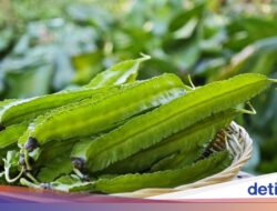 5 Khasiat Sayuran Kecipir Sebagai Vitalitas dan Stamina Pria