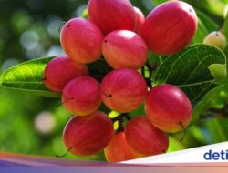 Buah ‘Ajaib’ Ini Berpotensi Bagi Bantu Pasien Kemoterapi Makan Lebih Nyaman