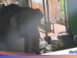 Pada 2 Gajah Liar Ke Sumsel Tiba-tiba Masuk Pasar, Apa Kata BKSDA?