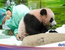 Untuk Pink Di Gemoy, Informasi Mutakhir Bayi Panda Rio Di Taman Safari