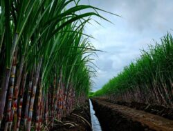 India Resmi Larang Penjualan Barang Hingga Luar Negeri Gula hingga September 2026, Awas Fluktuasi Harga