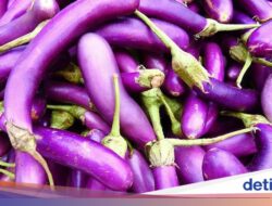 5 Jenis Terong Hingga Dunia, Bentuk dan Rasanya Ternyata Beragam