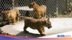 Mengintip Empat Bayi Harimau Sumatera, Harapan Terbaru Konservasi Satwa Langka