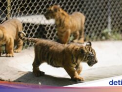 Mengintip Empat Bayi Harimau Sumatera, Harapan Terbaru Konservasi Satwa Langka