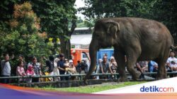 Pengunjung Anak Jatuh Ke Markas Gajah Ke Ragunan, DPRD Desak Evaluasi Keselamatan