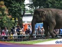 Pengunjung Anak Jatuh Ke Markas Gajah Ke Ragunan, DPRD Desak Evaluasi Keselamatan