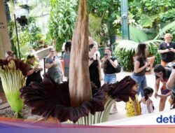 Bunga Bangkai Langka Asal Indonesia Mekar Bersamaan Ke California