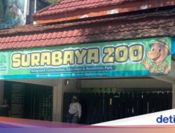 Penyalahgunaan Jabatan Pakan Satwa KBS, Perkara Pidana Hukum yang Bikin Publik Murka