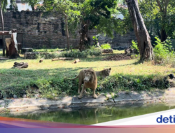 Potret Satwa KBS, Korban Dugaan Kejahatan Keuangan Mantan Dirut Rp 10,2 Miliar