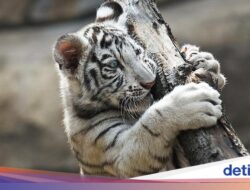 Gemas…, 3 Anak Harimau Bengal Putih Karena Itu Magnet Terbaru Kebun Binatang Malaysia