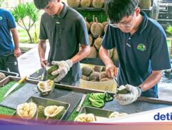 Keren! Pemuda 22 Tahun Bikin Usaha Durian Keluarga Go Internasional